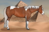 Horse Color:Silver Bay Splash Tobiano 