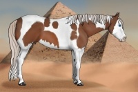 Horse Color:Silver Bay Splash Tobiano 