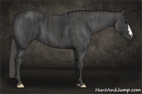 Horse Color:Black  Brindle