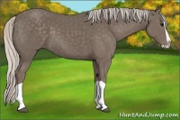 Horse Color:Silver Black Splash 