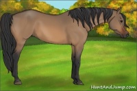 Horse Color:Bay Dun