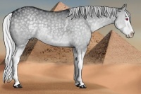 Horse Color:White Spotted Silver Black Chinchilla Splash 