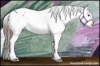 Horse Color:Bay Sabino Appaloosa 
