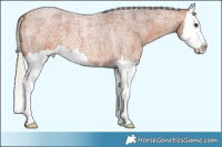 Horse Color:Silver Bay Roan Splash 