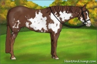 Horse Color:White Spotted Chestnut Frame 
