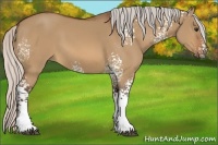 Horse Color:White Spotted Silver Bay Dun