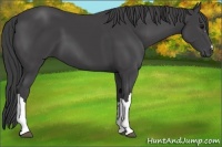 Horse Color:Smoky Black 