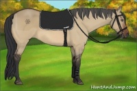Horse Color:Bay Roan Dun 
