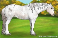 Horse Color:White Spotted Buckskin Ice Varnish 
