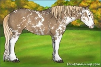Horse Color:Liver Red Dun Sabino Splash Rabicano 