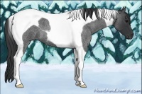 Horse Color:Blue Roan Tobiano 