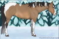 Horse Color:Bay Dun Splash Tobiano 