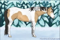 Horse Color:Buckskin Sabino Tobiano 
