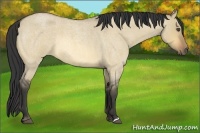 Horse Color:Buckskin Roan Dun