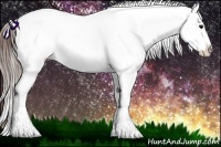 Horse Color:Brown Appaloosa Rabicano