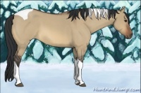 Horse Color:Bay Roan Dun Tobiano