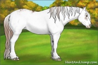 Horse Color:Chestnut Sabino