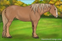 Horse Color:Chestnut Splash 