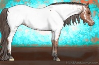 Horse Color:Bay Roan Appaloosa