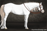 Horse Color:Red Roan Splash Appaloosa