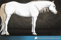 Horse Color:Red Roan Splash Appaloosa 