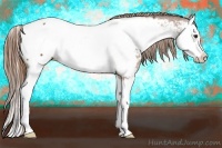 Horse Color:Chestnut Splash Appaloosa 