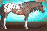 Horse Color:Bay Roan Appaloosa