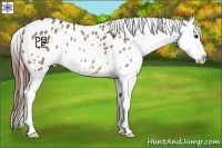 Horse Color:White Spotted Bay Dun Appaloosa 