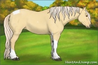 Horse Color:Palomino Dun Tobiano