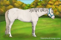 Horse Color:Smoky Creme Roan 