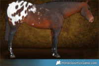 Horse Color:Bay Appaloosa Rabicano 