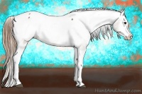 Horse Color:Buckskin Sabino Splash Appaloosa 