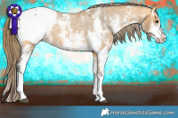 Horse Color:Buckskin Sabino Splash Appaloosa 