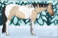 Horse Color:Bay Roan Dun Tobiano