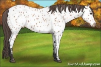 Horse Color:Bay Appaloosa 