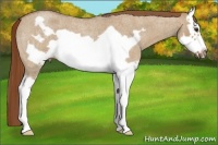 Horse Color:Red Dun Roan Splash Frame