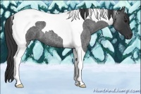 Horse Color:Blue Roan Tobiano