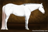 Horse Color:White Spotted Bay Splash Appaloosa Rabicano 