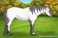 Horse Color:Buckskin Near Fewspot