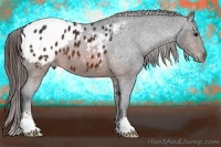 Horse Color:Brown Sabino Appaloosa 
