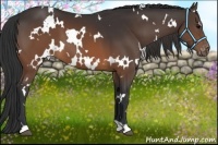 Horse Color:White Spotted Brown Varnish