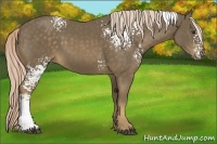 Horse Color:White Spotted Chocolate Palomino