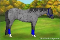 Horse Color:Smoky Blue Roan 