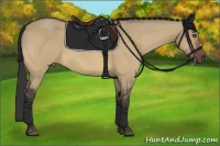 Horse Color:Bay Dun
