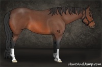 Horse Color:Bay Roan 