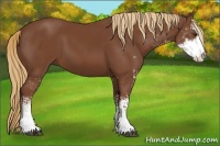 Horse Color:Chestnut Sabino