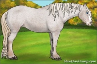 Horse Color:Chestnut Splash Appaloosa 