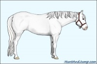 Horse Color:Silver Smoky Black Appaloosa 
