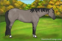 Horse Color:Grullo Roan 