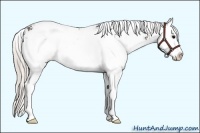Horse Color:Silver Black Sabino Splash